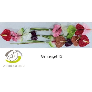 Anthurium andr.   ...mix