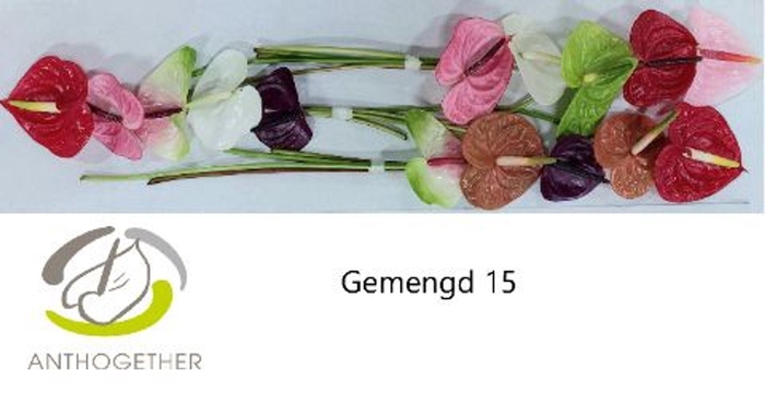 <h4>Anthurium andr.   ...mix</h4>