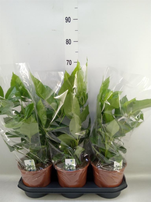 <h4>Schefflera actin. 'Amate'</h4>