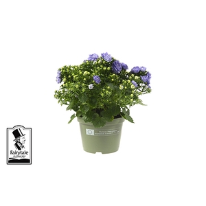 CAMPANULA-HYBRID P10,5 BLUE LIKE ME