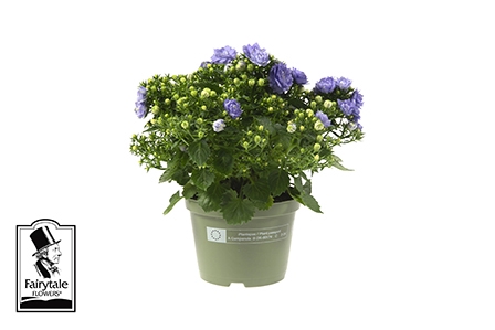 <h4>CAMPANULA-HYBRID P10,5 BLUE LIKE ME</h4>