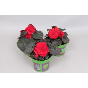 Begonia tub. Nonstop Mocca Scarlet