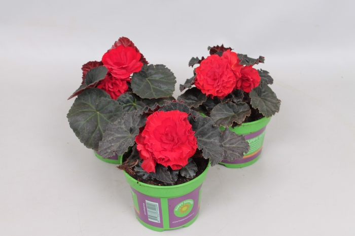 <h4>Begonia tub. Nonstop Mocca Scarlet</h4>