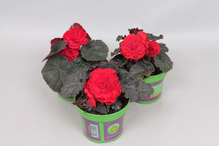 Begonia tub. Nonstop Mocca Red