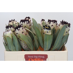 PROTEA M SNOW QUEEN