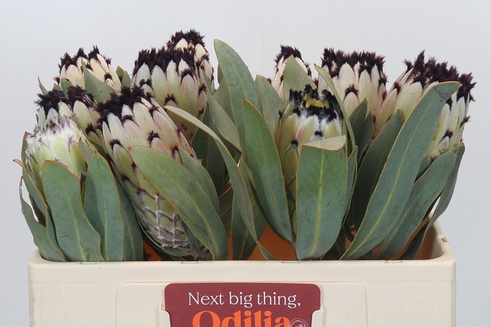 <h4>PROTEA M SNOW QUEEN</h4>