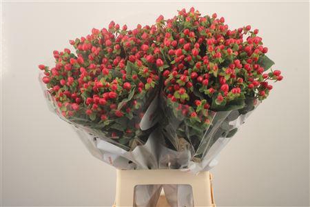 <h4>Hyp Mag Triumph</h4>