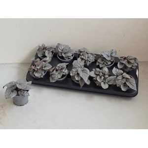 BEG M C SILVER LIMBO