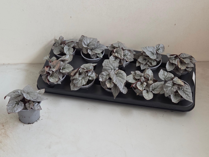 <h4>BEG M C SILVER LIMBO</h4>