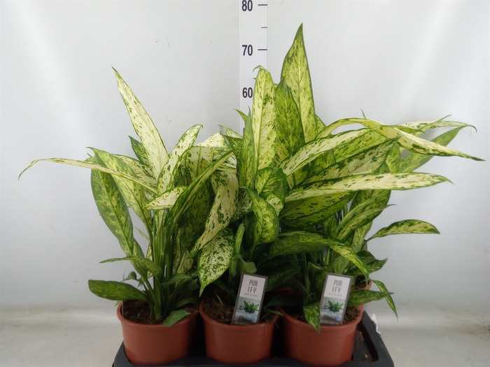 <h4>Dieffenbachia  'Vesuvius'</h4>