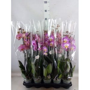 Phalaenopsis   ...rose