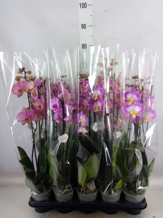 <h4>Phalaenopsis   ...rose</h4>