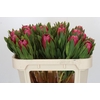 Protea Brenda