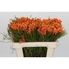 Kaaps Groen Lanug. Orange
