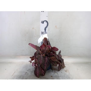 Episcia cupreata 'Tierra Plata'