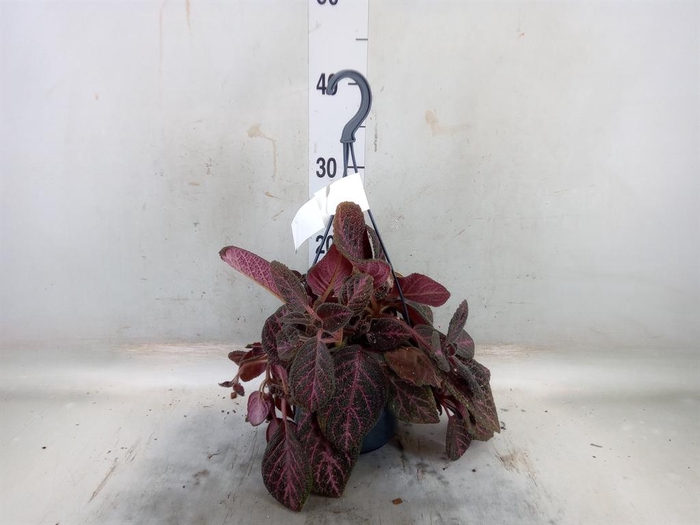 <h4>Episcia cupreata 'Tierra Plata'</h4>