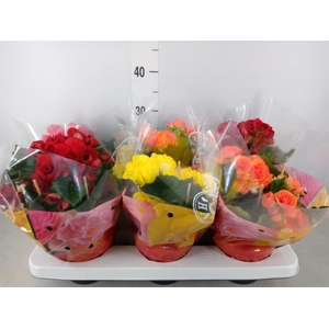 Begonia elat. DU   ...mix