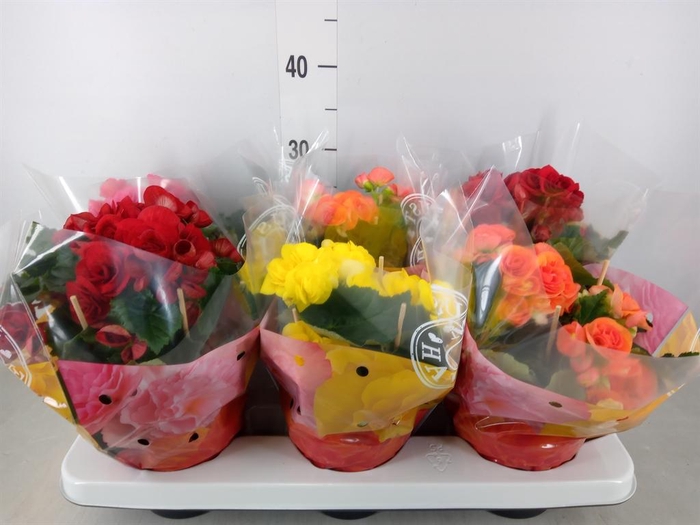 <h4>Begonia elat. DU ...mix</h4>