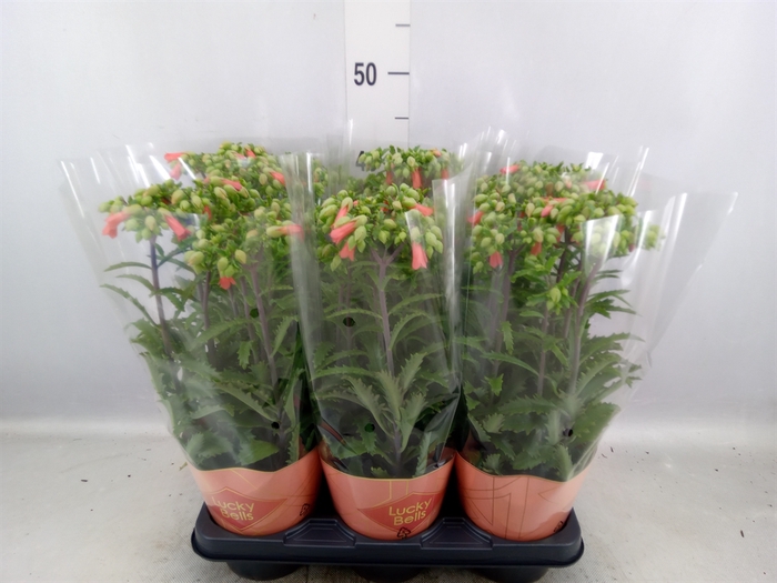 <h4>Kalanchoe HG 'Lucky Bells'</h4>