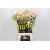 Blushing Bride 4/6 Flowers