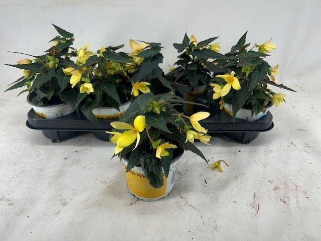 <h4>Begonia Beauvilia Lemon</h4>