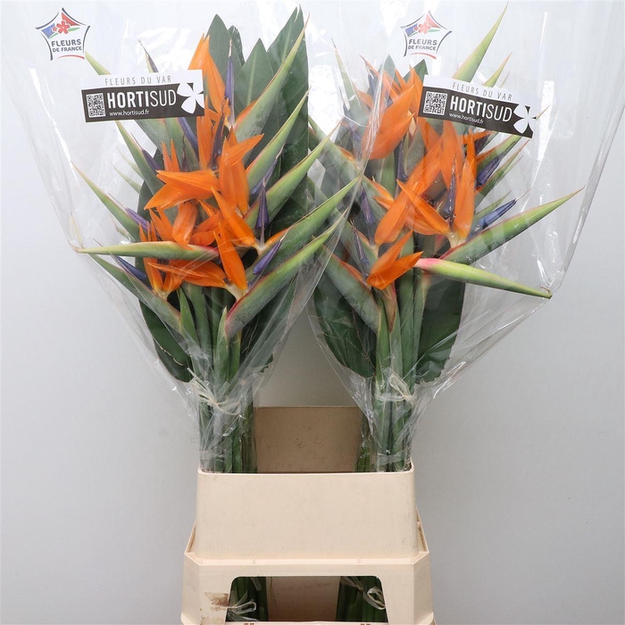 <h4>Strelitzia Reginae</h4>