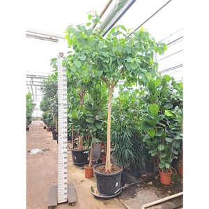 Ficus Religiosa stam 350