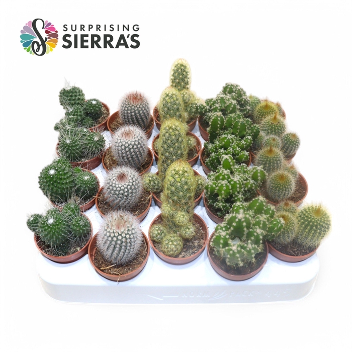 <h4>Sierra's® - Granada Cactus Mix (Prime)</h4>