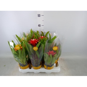 Guzmania   ...mix
