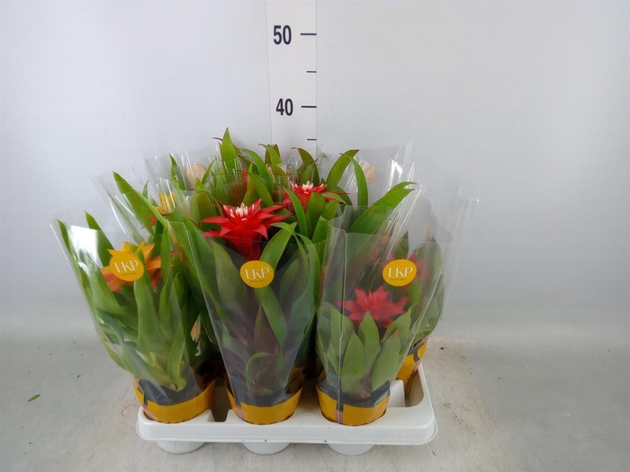 <h4>Guzmania   ...mix</h4>