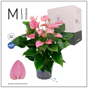 Mimesis Anthurium KARMA Joli - 17cm