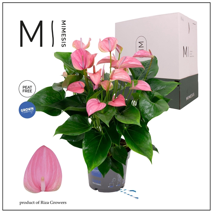 <h4>Mimesis Anthurium KARMA Joli - 17cm</h4>