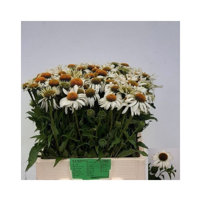 <h4>ECHI WHITE SWAN</h4>