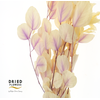 Dried Bleached Eucalyptus Populus Lavender Dream