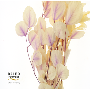 Dried Bleached Eucalyptus Populus Lavender Dream