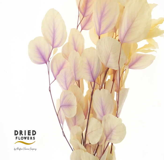 Dried Bleached Eucalyptus Populus Lavender Dream