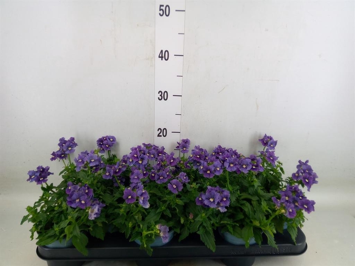 <h4>Nemesia  'Aromatica True Blue'</h4>