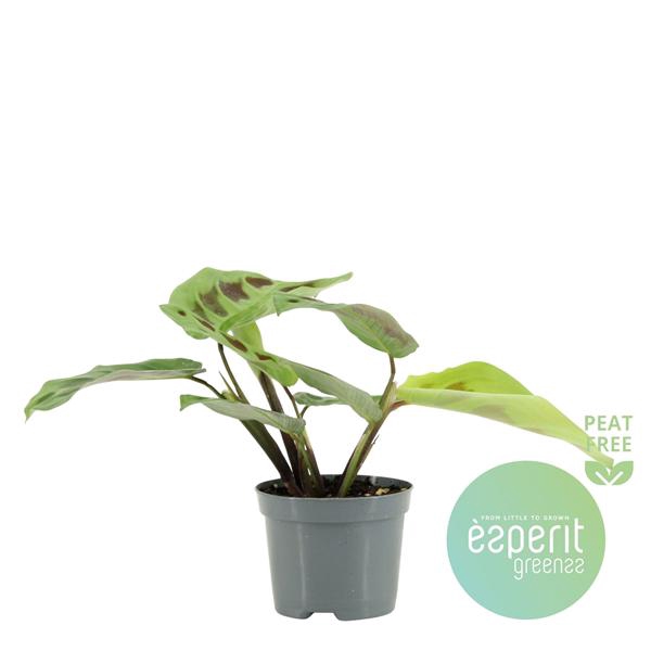 <h4>Maranta leuconeura Kerchoveana</h4>