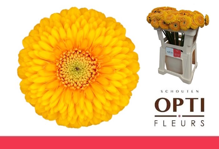 <h4>GE MB POM HONEYDEW-Water</h4>