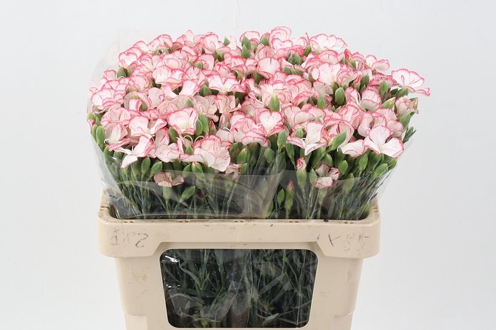 <h4>Di Symply Strike It</h4>