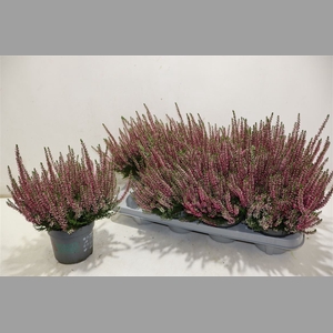 Callu Bl Siska