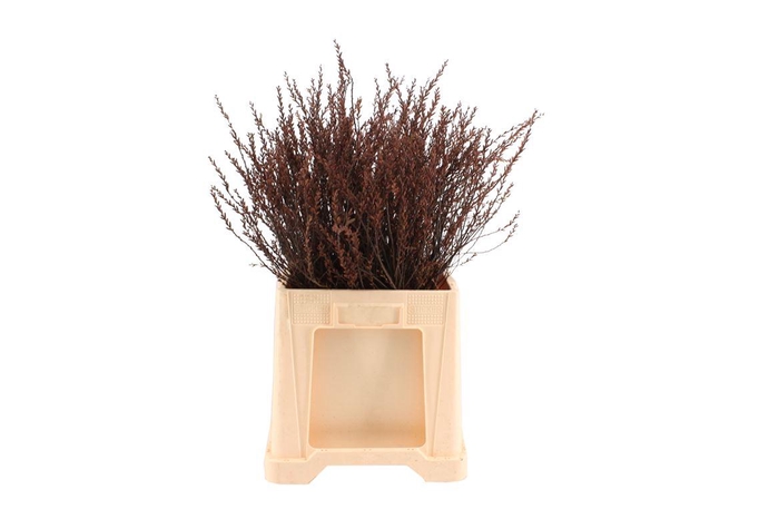 Gagel ( Myrica ) 60cm