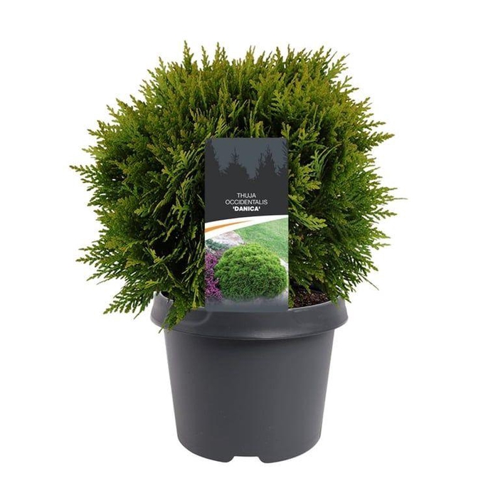 <h4>Thuja occidentalis 'Danica'</h4>