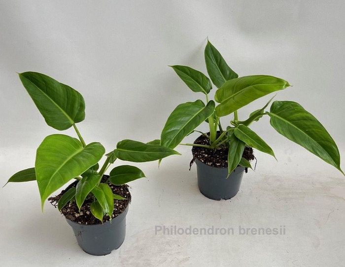<h4>Philodendron brenesii 14cm</h4>