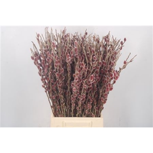 Salix G Pink Cushion