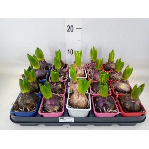 Hyacinthus orie.   ...mix 4