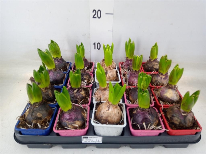 <h4>Hyacinthus orie.   ...mix 4</h4>