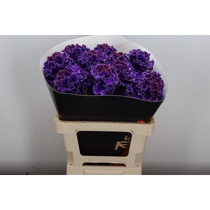 Brassica (fr) Wx Paars