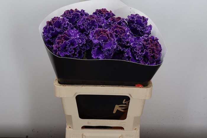 <h4>Brassica (fr) Wx Paars</h4>