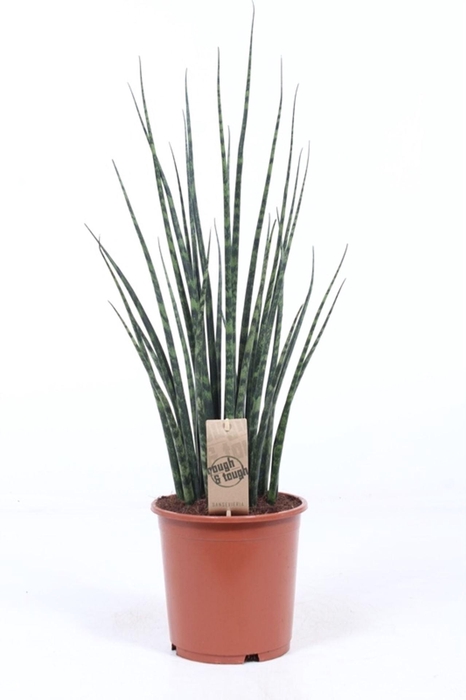 <h4>Sansevieria Fernwood</h4>
